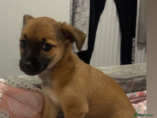 Jack Chi dogs Jack chi - Advert 2