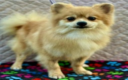 Pomeranian dogs for adoption: MiMi’s Story: From Darkness to Hope - Image 1