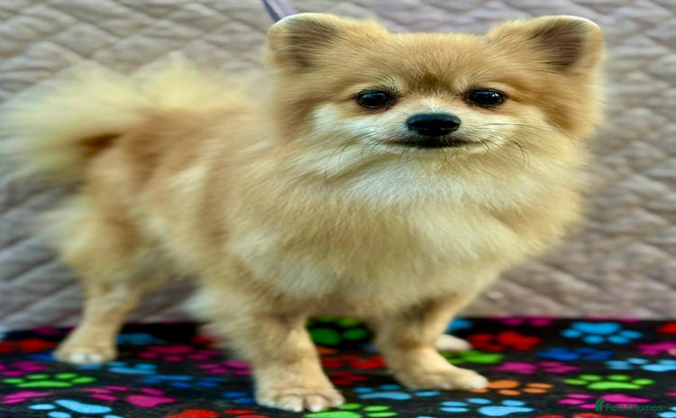 Pomeranian dogs - Advert 13