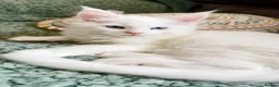 Maine Coon cats for sale: Maine Coon Kittens - Advert 3