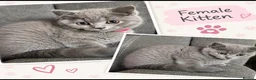 British Shorthair cats for sale: 💙 Adorable Blue British Shorthair Kittens 💙 - Advert 3