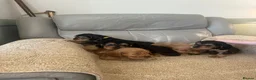 Cocker Spaniel dogs for sale: Show cocker spaniel puppies  - Advert 6