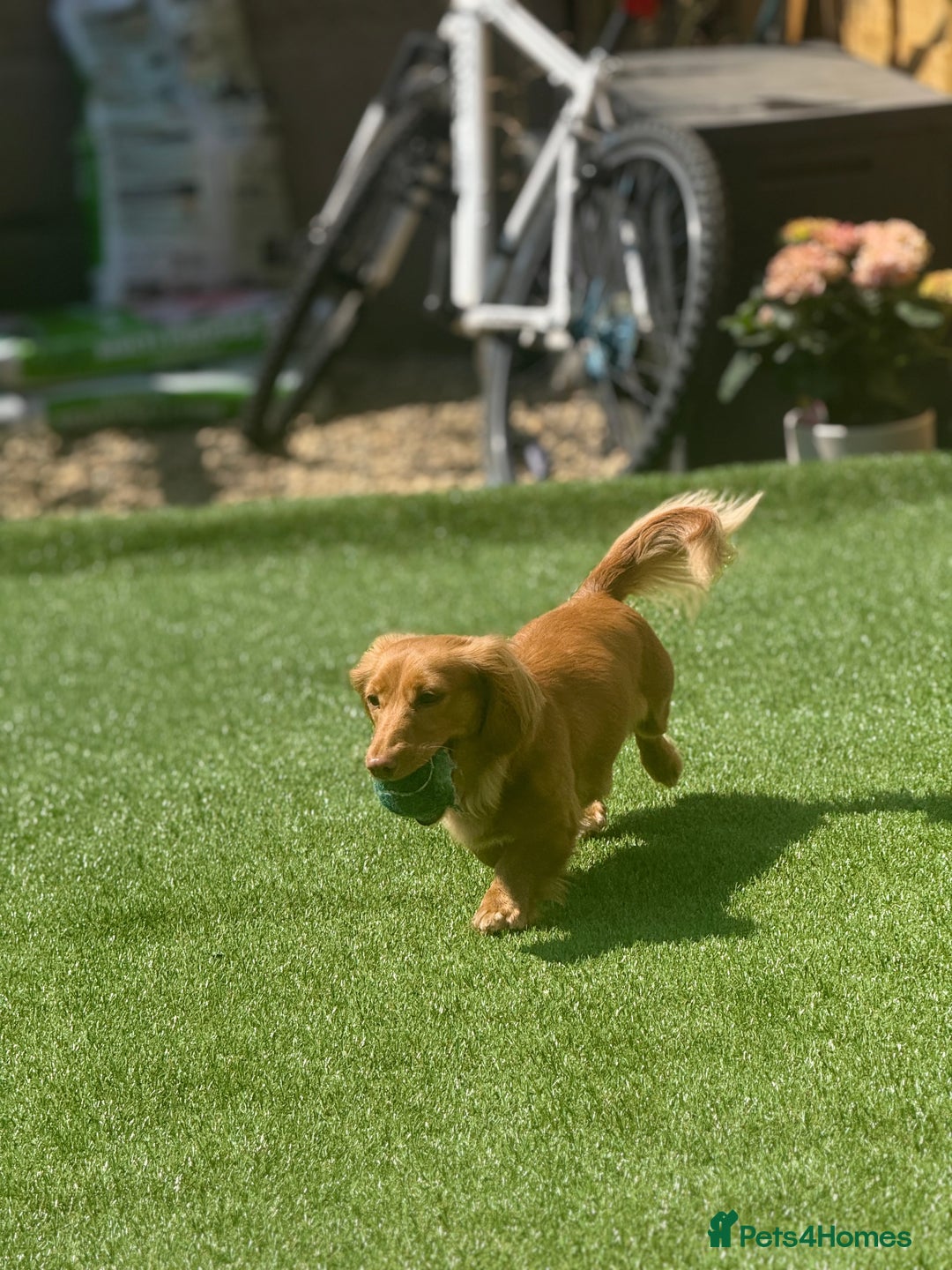 Miniature Dachshund dogs for sale: Long hair cream girl  - Advert 4