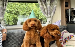 Miniature Poodle dogs for stud: KC health tested dog via POLICE K9 behaviourist - Image 22