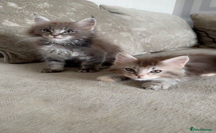 Maine Coon cats - Advert 2