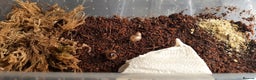 Snails invertebrates for sale: Achatina fulica (Giant African Land Snails) - Advert 4