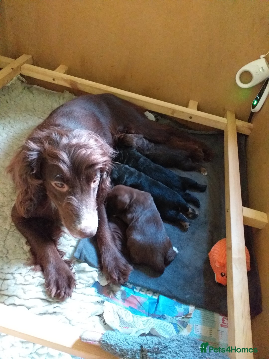 Cocker Spaniel dogs for sale: Gamekeeper bred Working Cocker Spaniels - Image 13