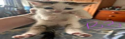 Mixed Breed cats for sale: Gorgeous litter of playful kittens - Advert 10