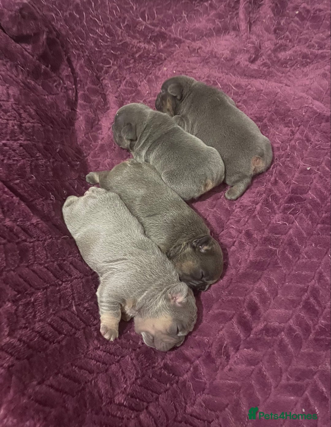 French Bulldog dogs for sale: KC Registered French Bulldog Puppies - Advert 9