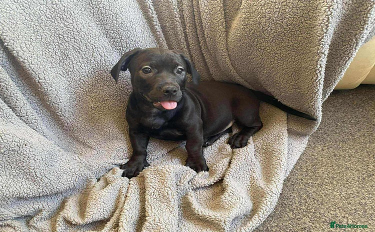 Mixed Breed dogs - Advert 1
