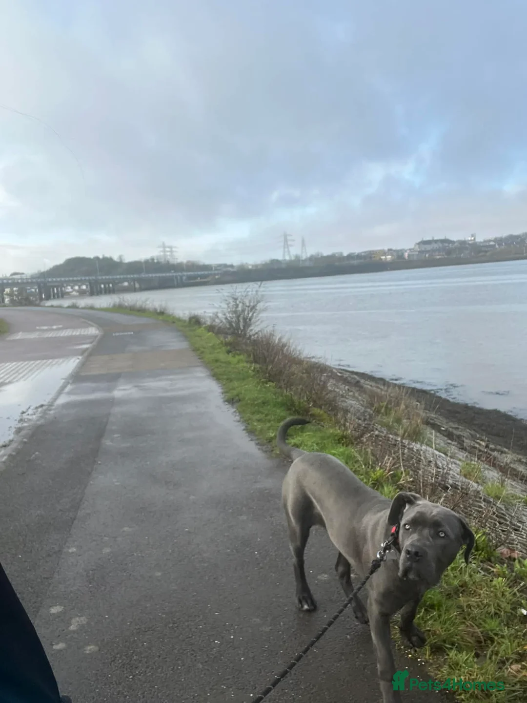 Cane Corso dogs for sale: Cane corso - Advert 7