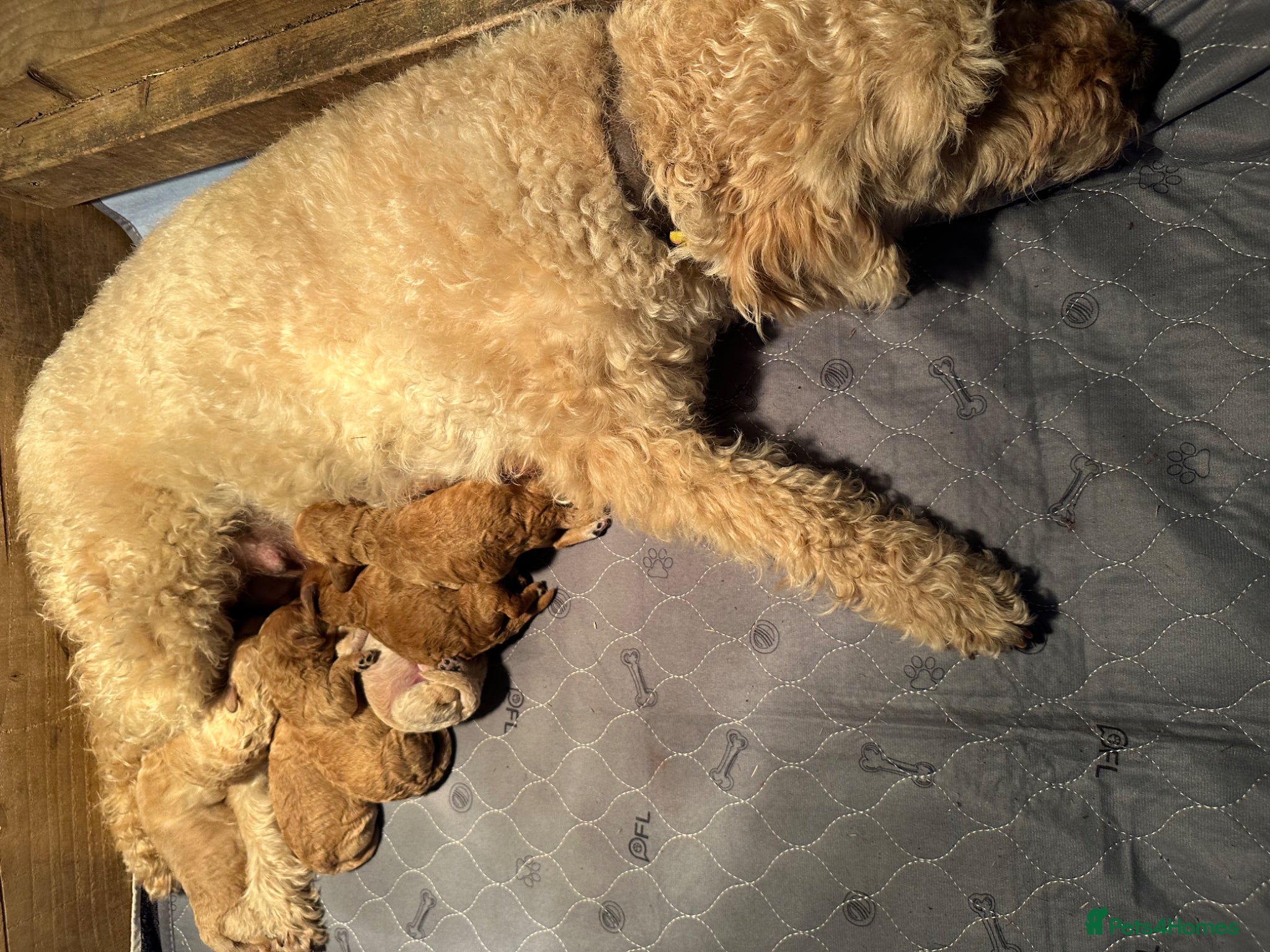Labradoodle dogs F1BB MINIATURE Labradoodles  - Advert 4