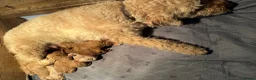 Labradoodle dogs for sale: F1BB MINIATURE Labradoodles  - Advert 1