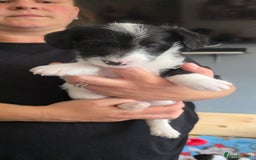 Jackapoo dogs for sale: BEAUTIFUL LAST JACKAPOO FEMALE in Epping - Image 6