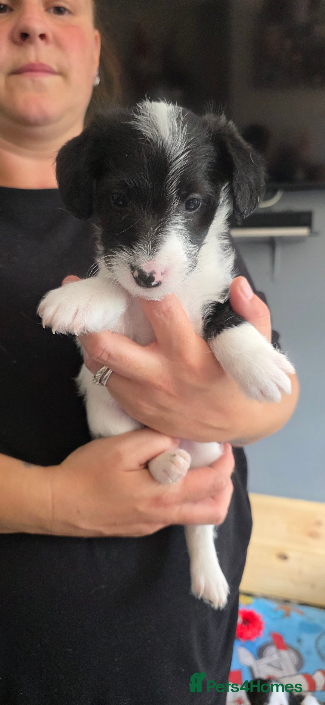Jackapoo dogs for sale: BEAUTIFUL LAST JACKAPOO FEMALE in Epping - Image 6