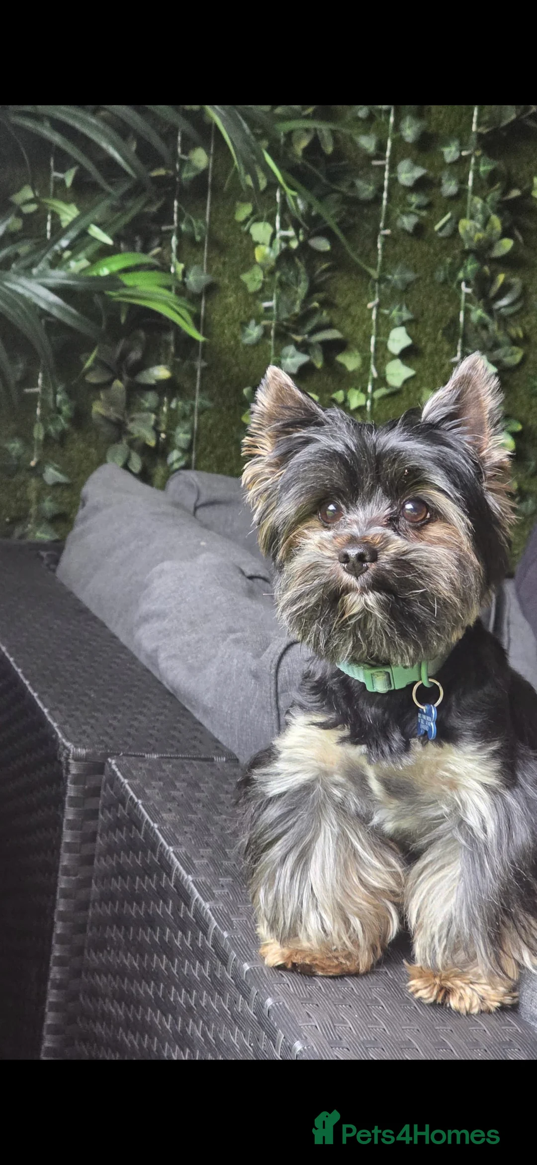 Yorkshire Terrier dogs for stud: Yorkshire terrier briewer  - Advert 3