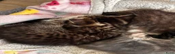 Mixed Breed cats for sale: 3 mixed breed kittens   in Brierley Hill - Advert 14
