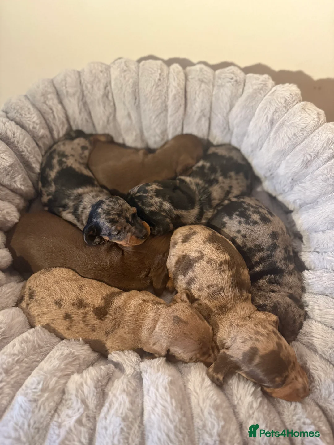 Dachshund dogs for sale: 7 beautiful dachshund pups - Advert 2