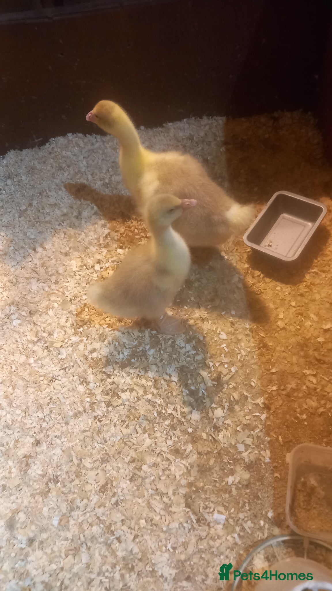 Geese poultry Goslings for Sale - Advert 4