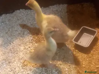 Geese poultry Goslings for Sale - Advert 4