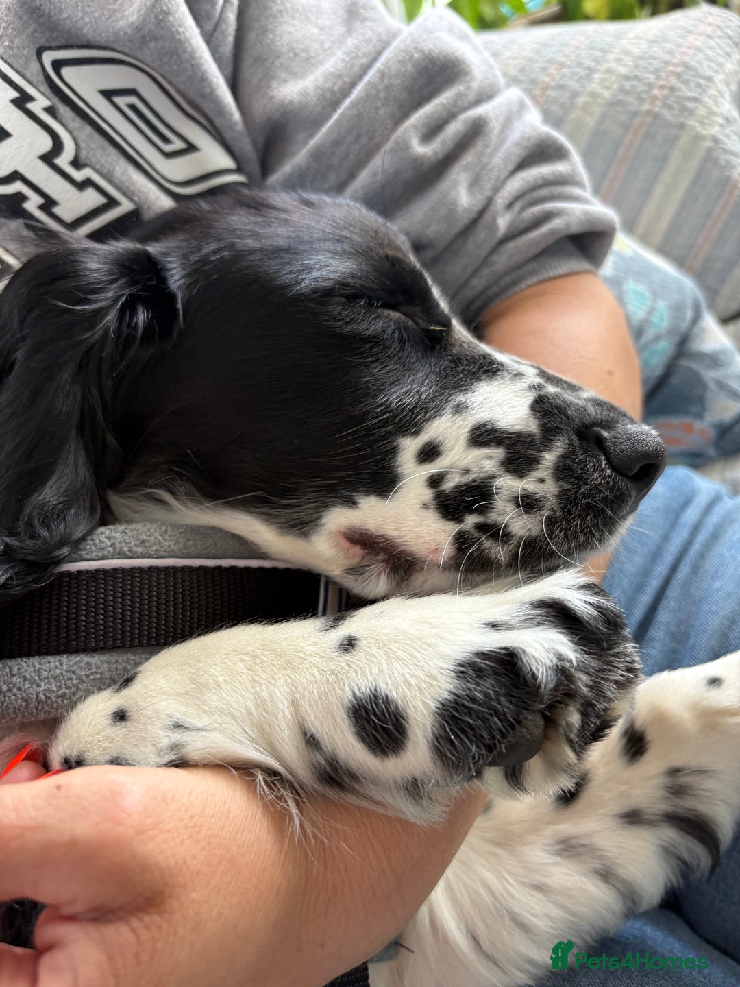 Cocker Spaniel dogs for sale: Working Cocker Spaniel  - Image 16