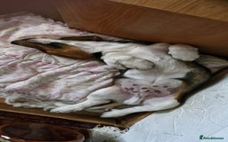 Beagle dogs for adoption: 💙🐶 ELVIS 🐶💙 - Image 16