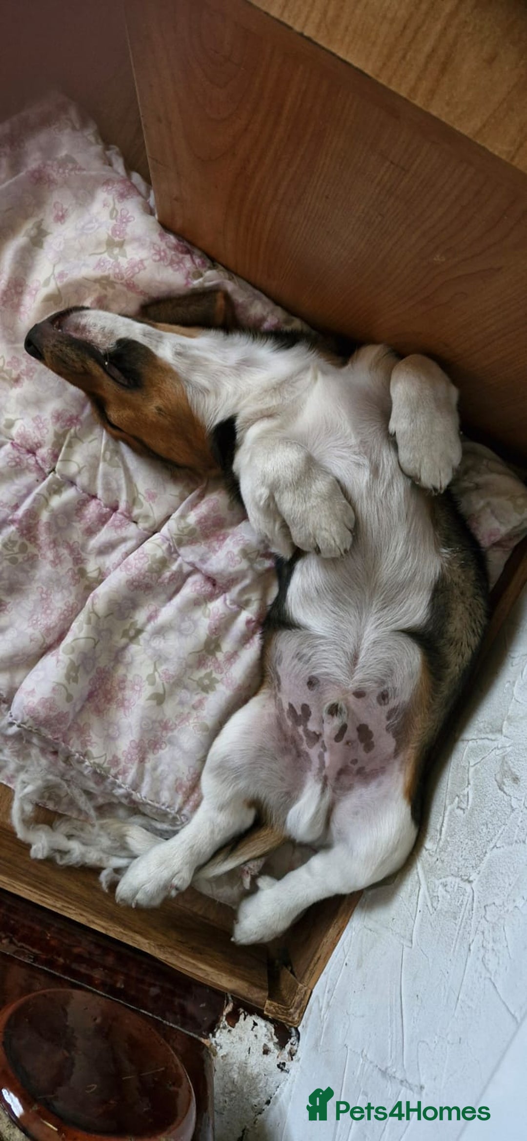 Beagle dogs for adoption: 💙🐶 ELVIS 🐶💙 - Image 16
