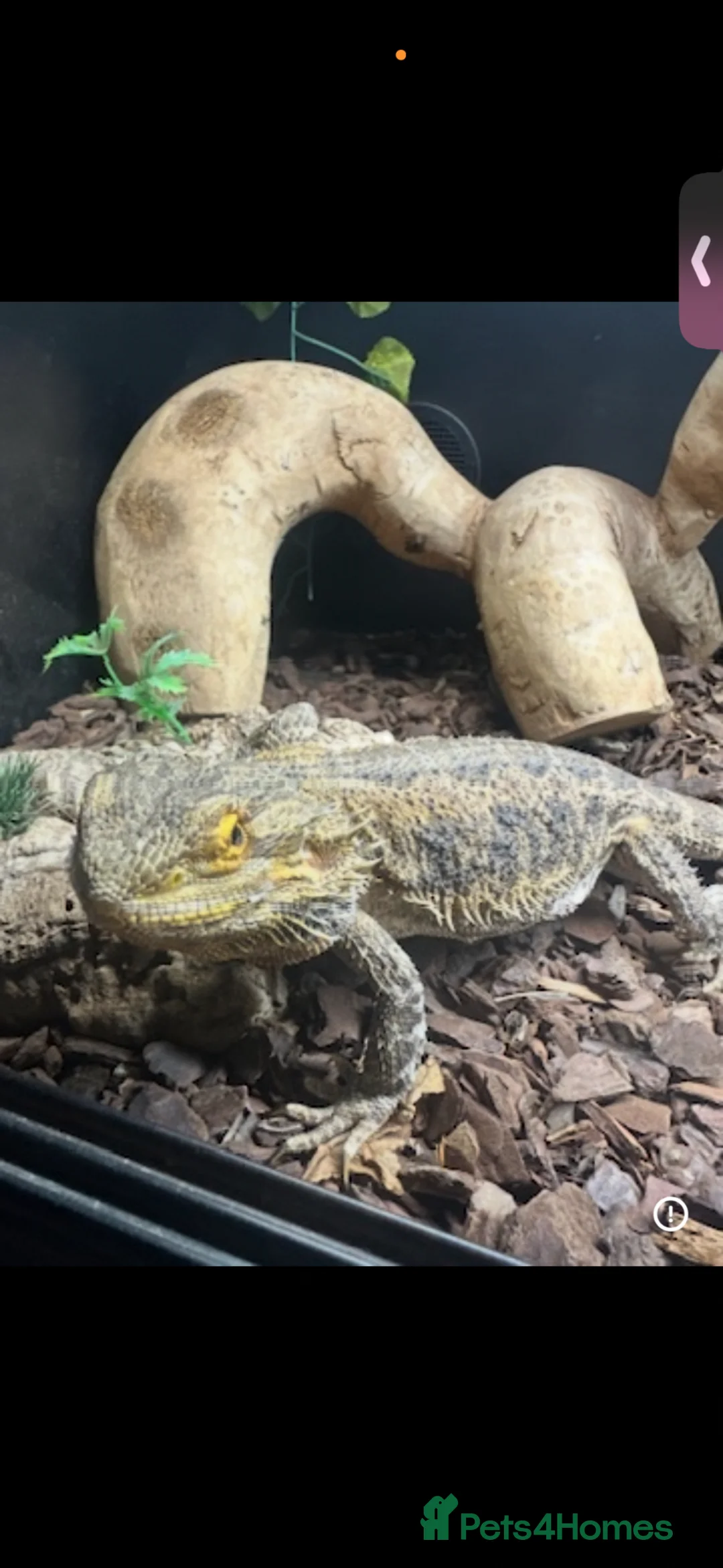 Bearded Dragon reptiles for sale: 2 bearded dragons and 2 fully set up vivariums  - Advert 2