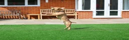 Mixed Breed dogs for adoption: Cute Oso - Advert 4