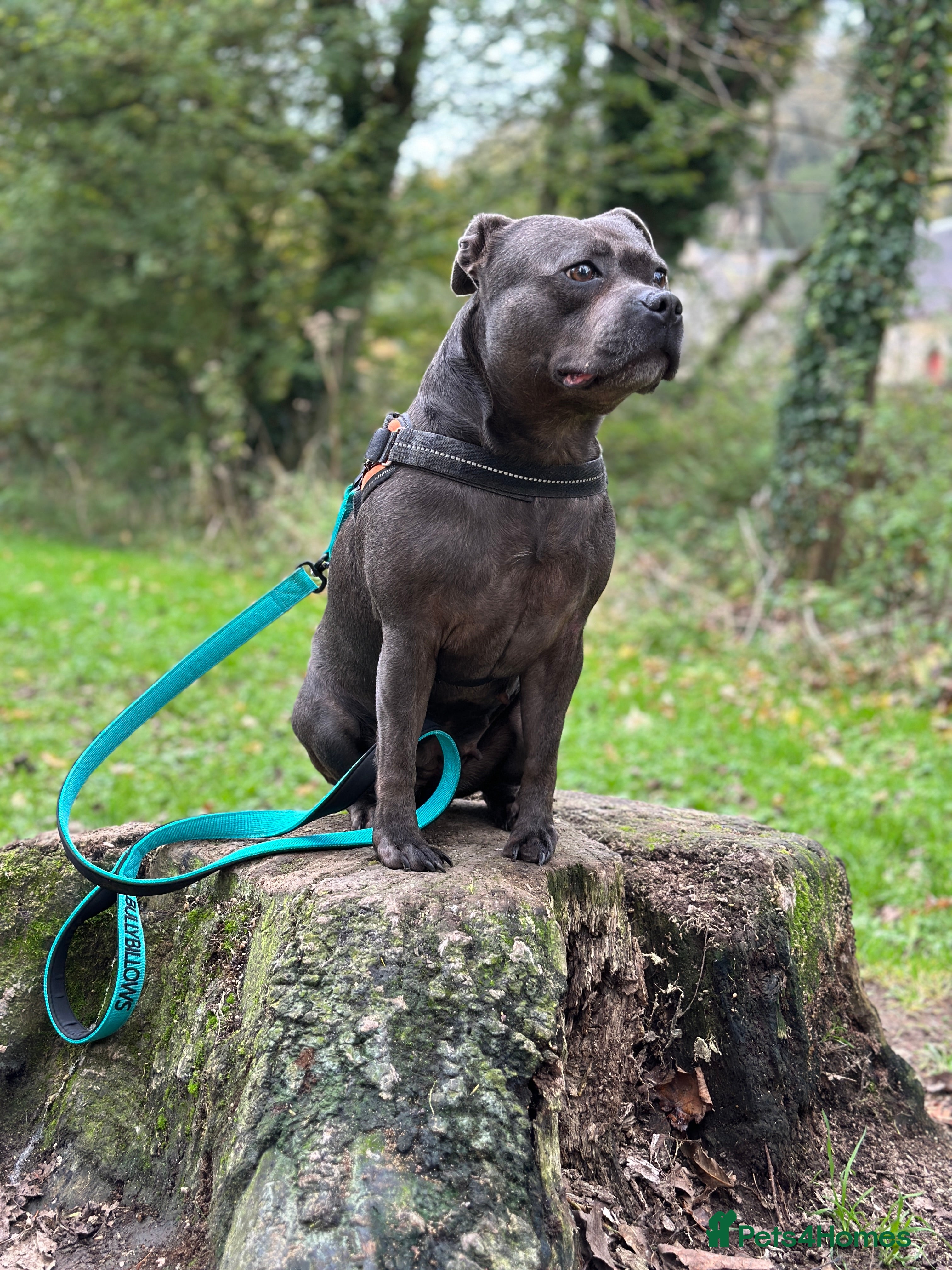 Staffordshire Bull Terrier dogs Champion Blue Staffy Girl  - Advert 13