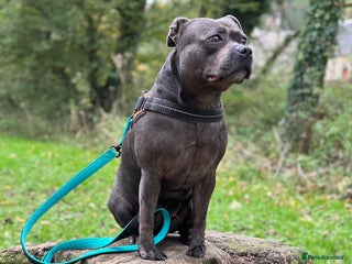 Staffordshire Bull Terrier dogs Champion Blue Staffy Girl - Advert 16