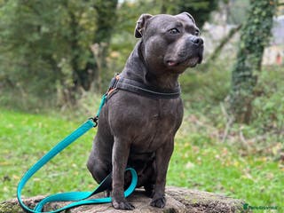 Staffordshire Bull Terrier dogs Champion Blue Staffy Girl - Advert 13