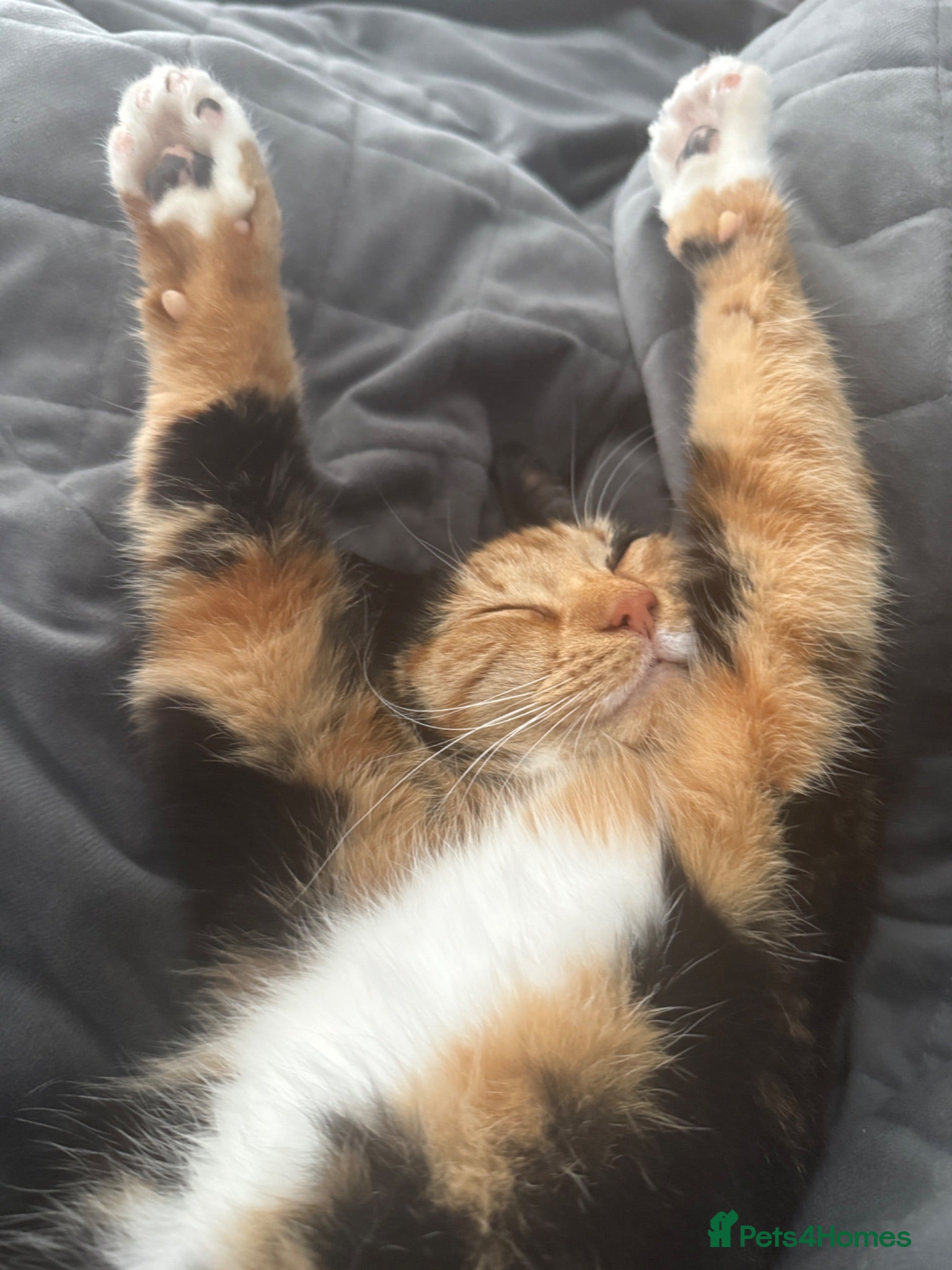 Domestic Shorthair cats Re home female cat - Advert 5