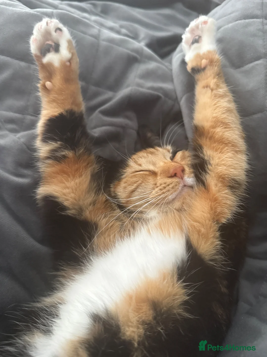 Domestic Shorthair cats for sale: Re home female cat in Gateshead - Advert 1