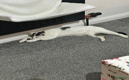 Mixed Breed cats for sale: Cat for rehoming  - Image 3