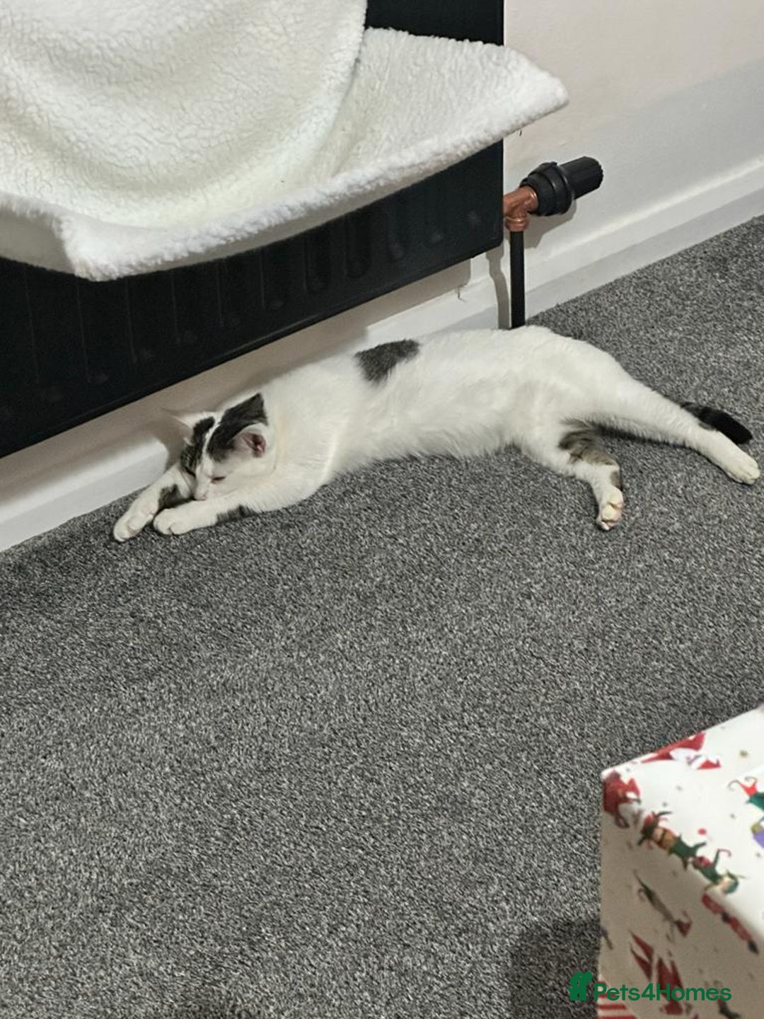 Mixed Breed cats for sale: Cat for rehoming  - Image 3