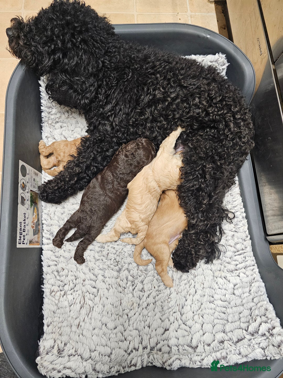 Cockapoo dogs for sale: Gorgeous cockapoo puppies  - Advert 6