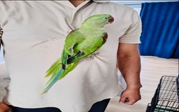 Parrots birds for sale: Beautiful hand reared alexandrine parrot for sale. - Image 5