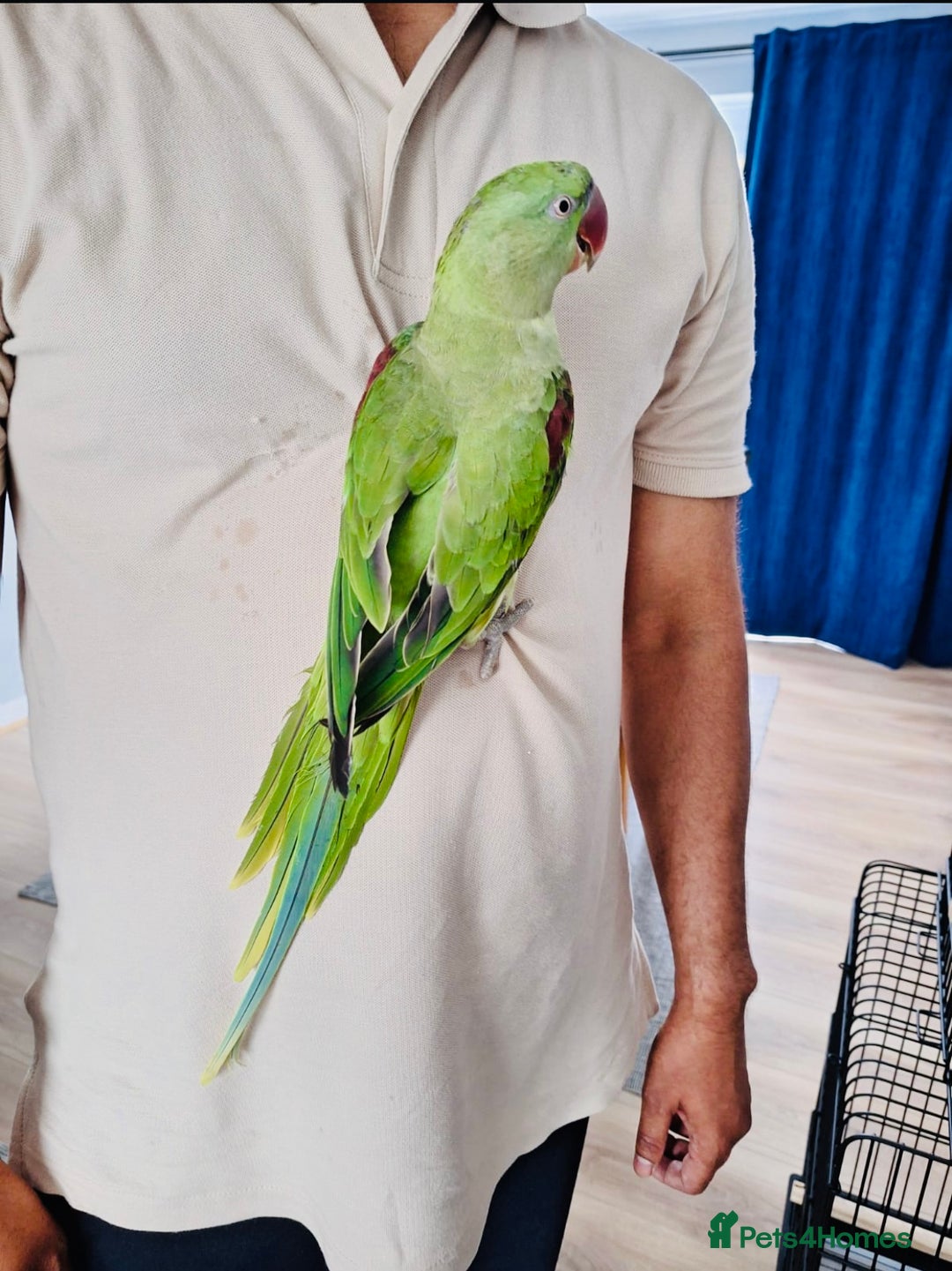 Parrots birds for sale: Beautiful hand reared alexandrine parrot for sale. - Image 5