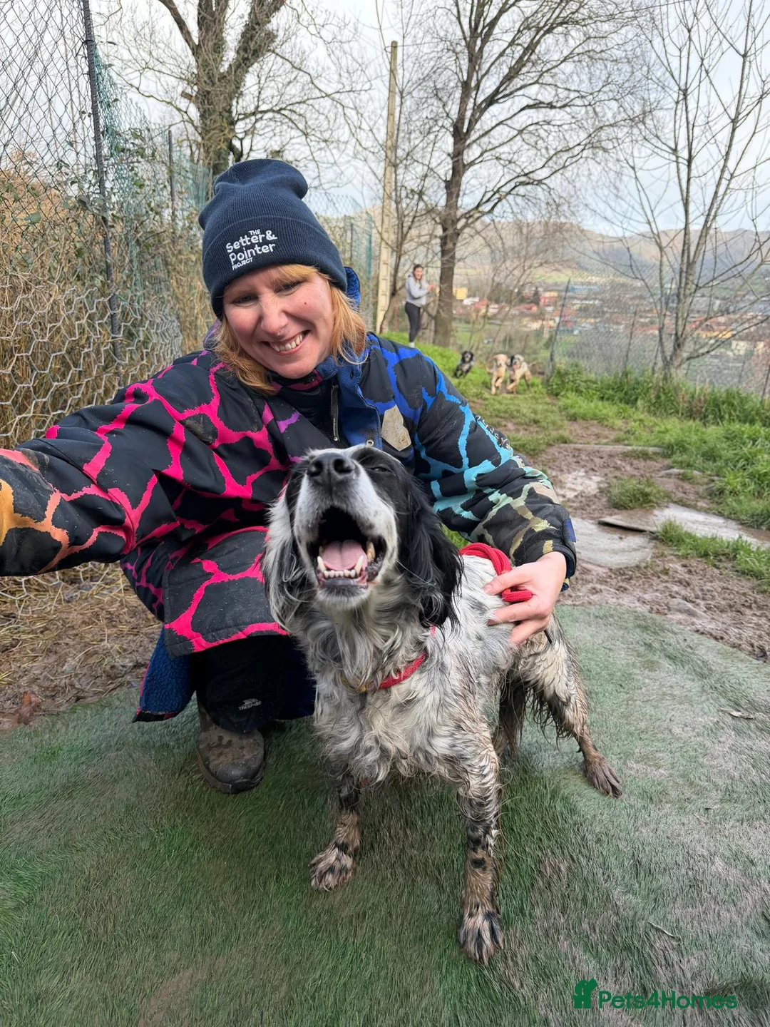 English Setter dogs for adoption: Kora  - Advert 12