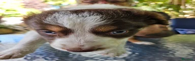 Border Collie 5