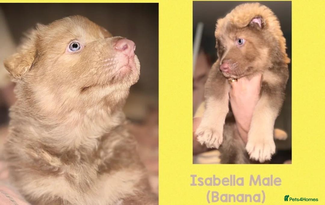 German Shepherd dogs for sale: ISABELLA & BLUE GSD PUPPIES *STUNNING* - Advert 8