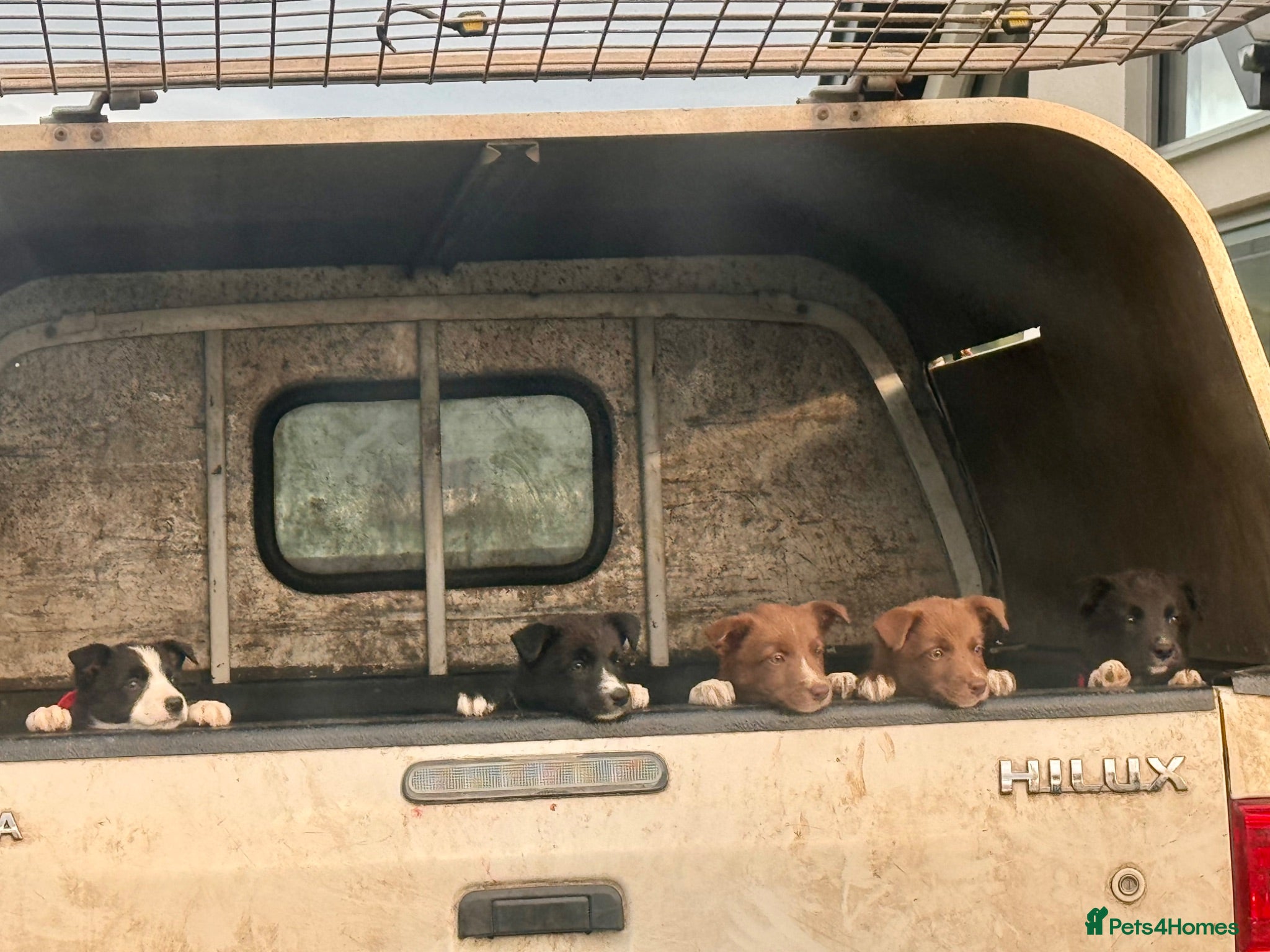 Border Collie dogs Adorable Sheepdog Pups Working Lines/Family Raised - Advert 18