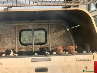 Border Collie dogs READY THIS WEEKEND -Sheepdog/Working Lines/Family - Advert 8
