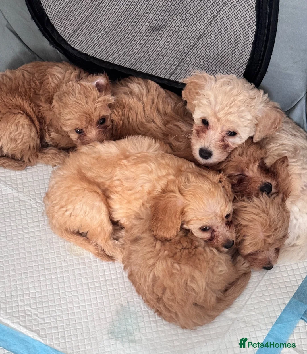 Toy Poodle dogs for sale: 5 Adorable Toy Poodle Puppies - Advert 2