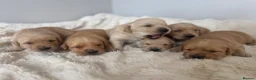 Goldador dogs for sale: Gorgoeus Goldador’s Health tested  - Advert 14