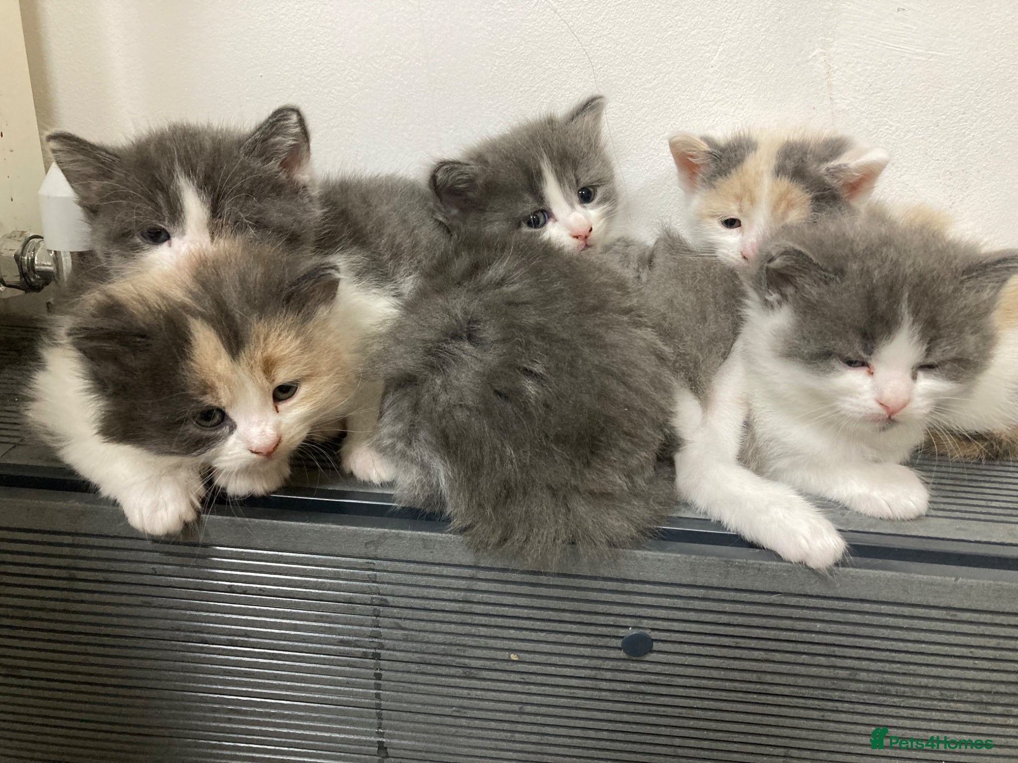 Mixed Breed cats Kittens Free to Good Home - Advert 4