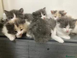 Mixed Breed cats Kittens Free to Good Home - Advert 2