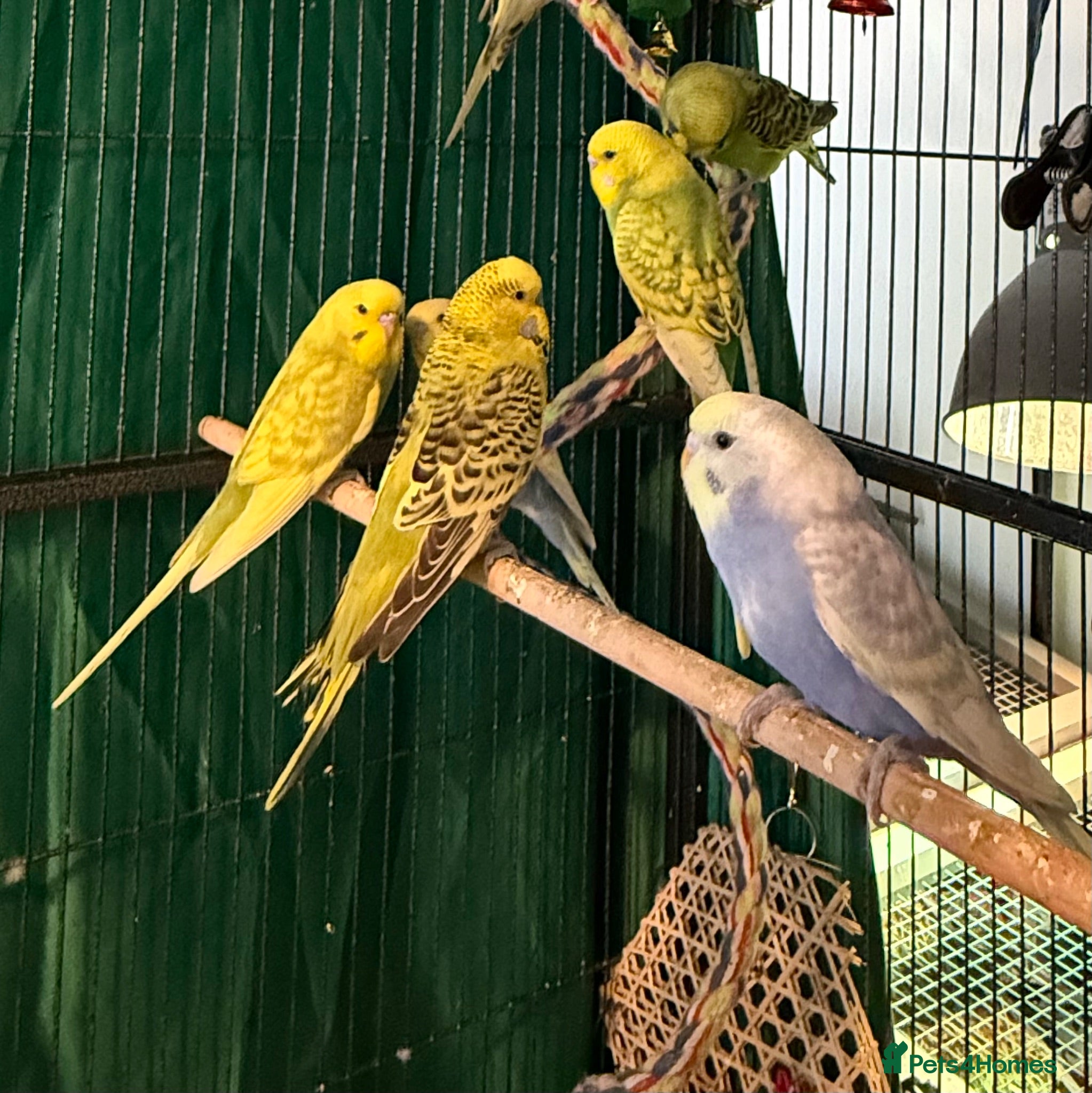 Budgerigars birds young  budgies available males & female young  - Advert 1