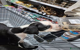 Boxer dogs for sale: READY NOW Kc reg sealed brindle fully vac  - Image 15